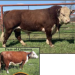 Clemson 1129 Plato Y308 C310