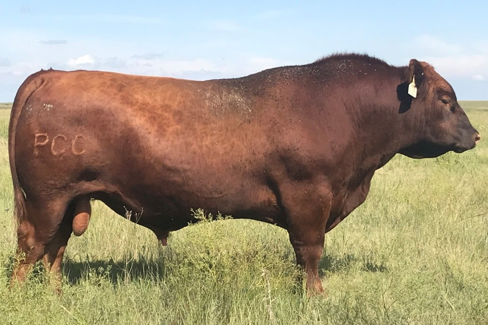 Festus_RedAngus Festus