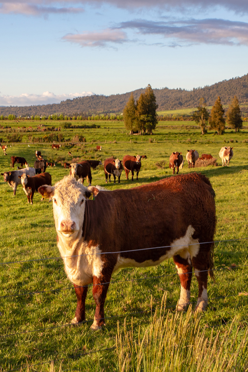 Herd of beef cattle