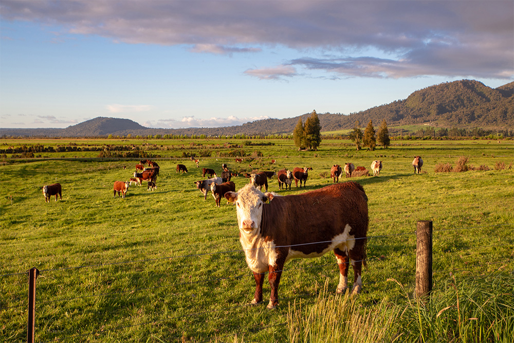 Herd of beef cattle Wide
