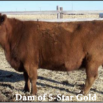 RF 5-Star Gold