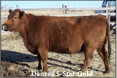PCC_5Star_Dam Dam of PCC 5-Star Gold