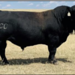 PCC SSCC Bo Jangles 1702F