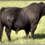 PCC Bullseye 1057B