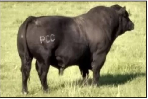 PCC_Bullseye PCC Bullseye