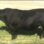 PCC Colorado Rebel 1057A