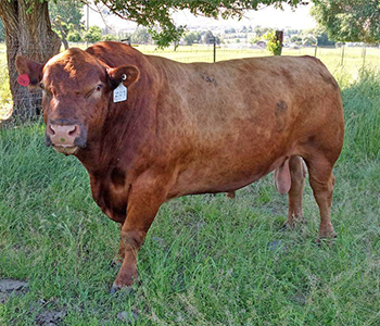 RedAngusBull.png