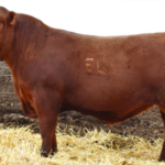 LASO Landman L10N