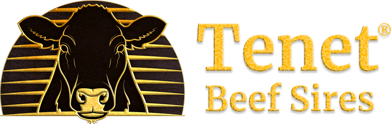 Tenet Beef Sires